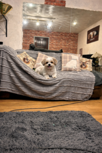 Dog Boarding Wigan 2