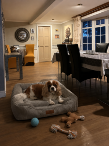 doggy day care